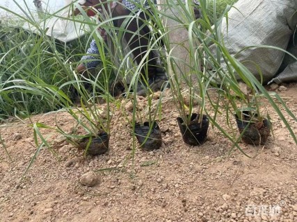 高度60厘米矮蒲苇