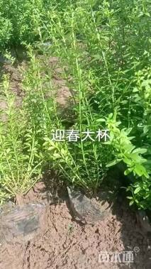 高度40厘米迎春花