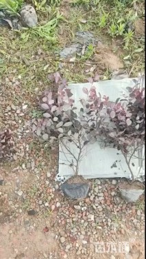 高度40厘米红花继木