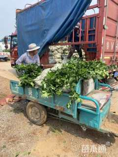 高度50厘米小叶丁香