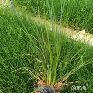 高度25厘米小兔子狼尾草