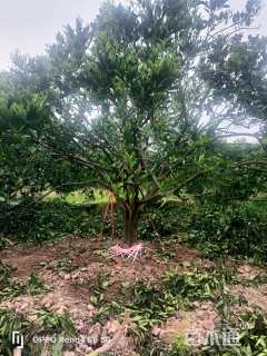 高度350厘米丛生胡柚