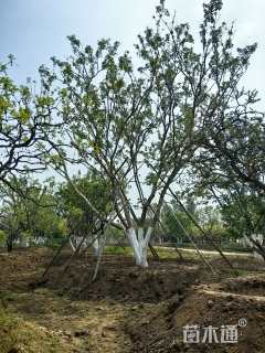 高度700厘米丛生元宝枫