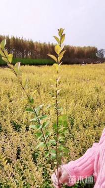 高度40厘米金叶女贞