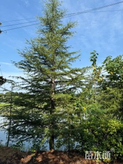 高度900厘米雪松