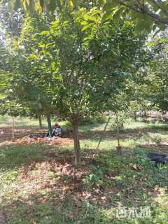 13公分日本晚樱