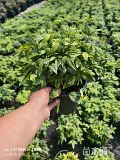 高度30厘米火焰南天竹