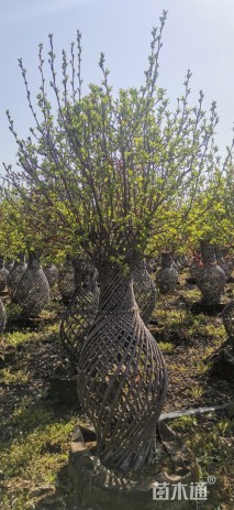 高度120厘米海棠花瓶