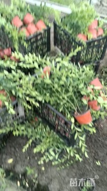 50厘米扶芳藤