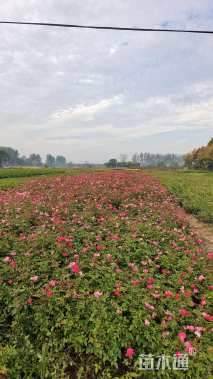 高度60厘米月季