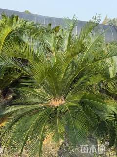 裸干高50厘米铁树