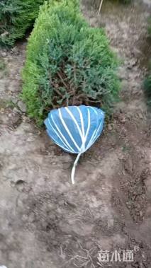 高度80厘米柏树