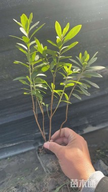 高度25厘米毛鹃