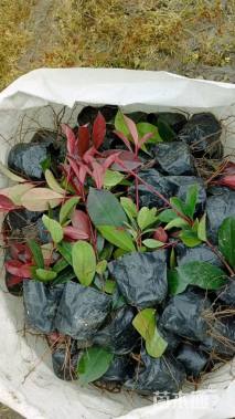 高度20厘米红叶石楠小苗