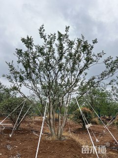 高度860厘米丛生紫薇