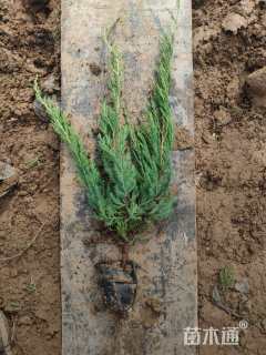 高度58厘米小龙柏