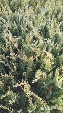 高度50厘米沙地柏