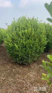 冠幅120厘米瓜子黄杨球