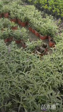 高度25厘米鼠尾草