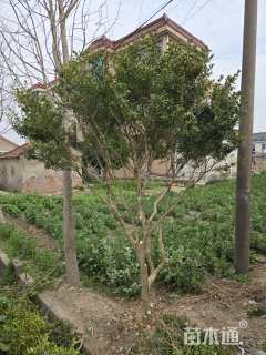 高度300厘米瓜子黄杨