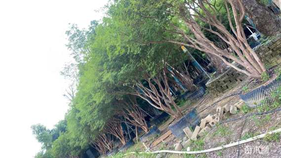 高度350厘米嘉宝果