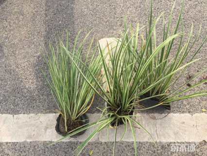 高度20厘米菖蒲