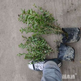 高度40厘米银姬小蜡