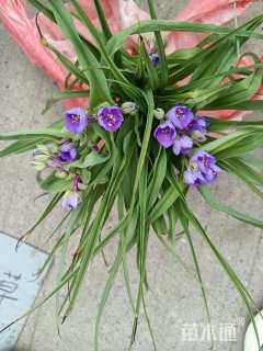 高度20厘米紫露草