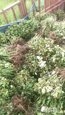 高度25厘米大花月季