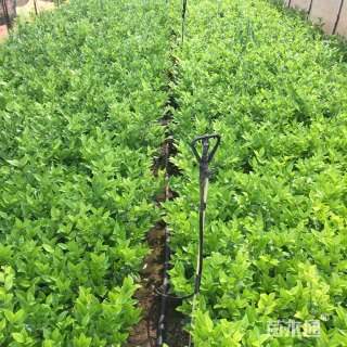 高度20厘米金森女贞