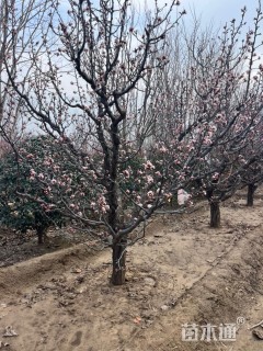 15公分造型山杏