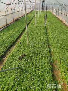 高度10厘米姬岩垂草