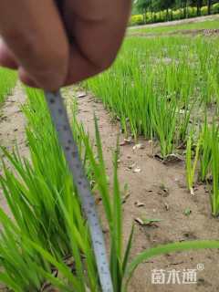 高度20厘米水生鸢尾