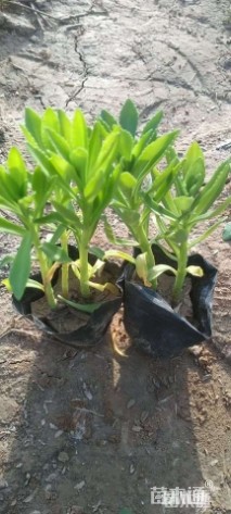 高度15厘米三七景天