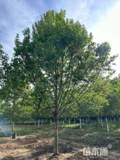 14公分美国红枫-红冠