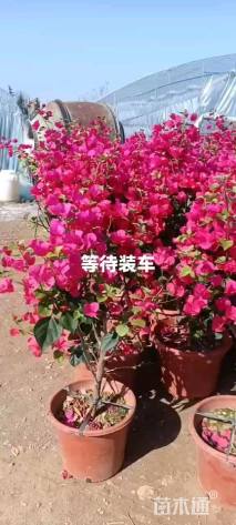 高度80厘米三角梅