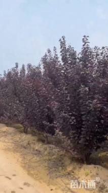 高度300厘米丛生紫叶李