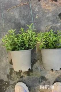 高度20厘米红花玉芙蓉