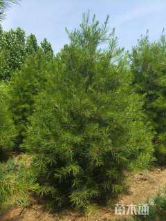 高度250厘米白皮松