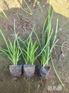 高度25厘米阔叶麦冬