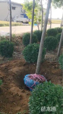 冠幅120厘米卫矛球