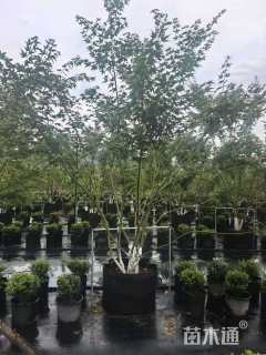 1公分小叶鸡爪槭