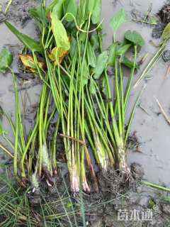 高度80厘米梭鱼草