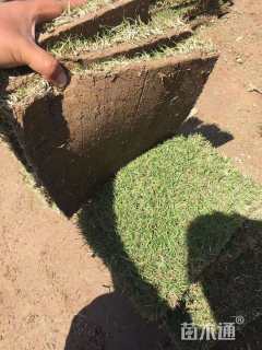 草卷状天堂草