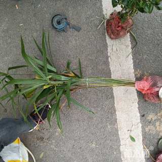 裸干高25厘米棕竹