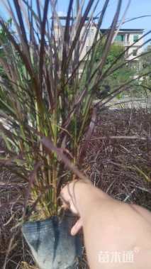 高度50厘米紫叶狼尾草