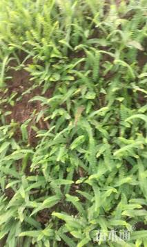 高度20厘米肾蕨