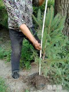 高度30.厘米云杉小苗