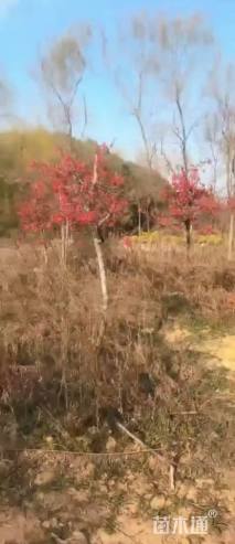 高度250厘米贴梗海棠