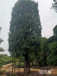 石楠